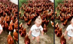 Lustiges Video : Hameln 2.0