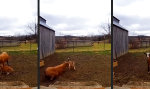 Funny Video : Mein gehörnter Freund