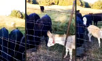 Movie : Keine Gnade am Futtertrog