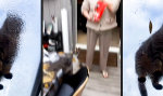 Funny Video : Katzenklo mit maximaler Visibility
