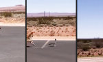 Road Runner vs Coyote