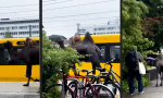 Die Wüste Deutschlands