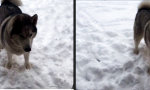 Lustiges Video : So ein Hundeleben