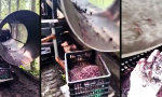 Movie : Schwerindustrie für Regenwürmer
