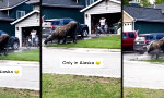 Lustiges Video - Mama, bitte nicht.