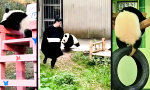 Lustiges Video : Evolutionsverweigerung in Pelz
