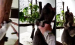 Kauziger Brummbär