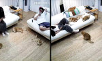 Die Wohnung hat eine Hauptperson