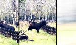 Movie : Der Zaun gilt nur für Pächter