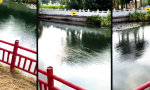 Der Teich schlägt Wellen im Quadrat