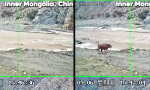 Vektorrechnung auf vier Beinen