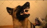 Funny Video - Hund mit Stimmungsschwankungen
