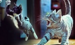 Funny Video : Kitties On The Beat