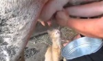 Movie : Milch-Shot am Morgen