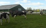 Lustiges Video : Nach Märzember kommt der Frühling