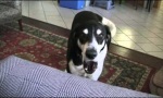 Movie : Hund will Kitten