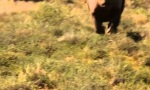 Lustiges Video : Guten Morgen Nashorn