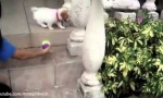 Lustiges Video : Hunde und der Treppeneffekt