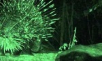 Lustiges Video : Der Honigdachs - Coolste Sau der Welt