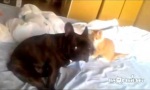 Movie : Angriff der Mörderkatze