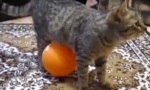 Movie : Katze findet das gar nicht lustig!