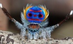 Peacock Spider