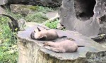 Movie : Otter zeigt seine Skills