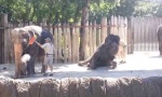 Movie : Selbst ist der Elefant