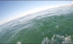 Funny Video : Weißer Hai - Hautnah