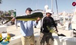 Lustiges Video : Dicker Fisch
