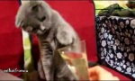 Lustiges Video : Katze liebt Champagner