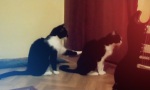 Movie : I am sorry Kitty!