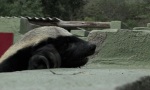 Movie : Honigdachs mit Ausbrech-Skills